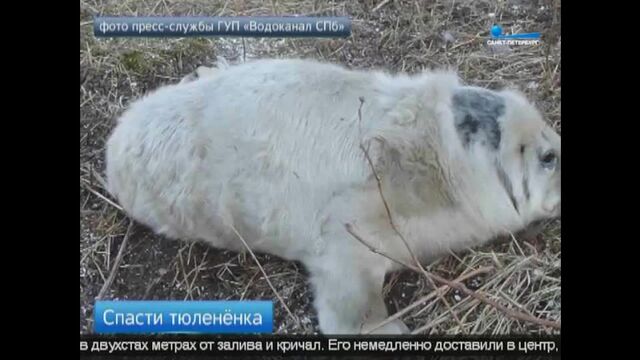 Порно Трахают певицу максим, секс видео смотреть онлайн на чанган-тюмень.рф